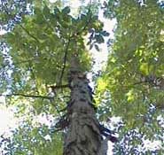 Picture of Shellbark Hickory tree bark.