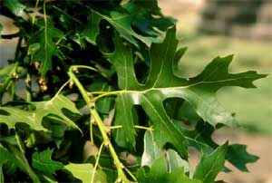 Picture of Shumard Oak tree leaves. Link to Shumard Oak tree.
