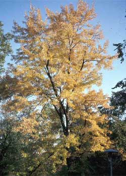 Picture of a Silver Maple tree in fall color.