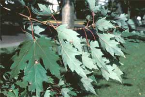 Picture of Silver Maple tree leaves upper and underside.