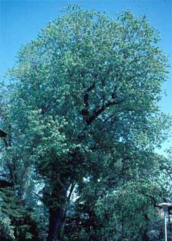 Picture of a Silver Maple tree.