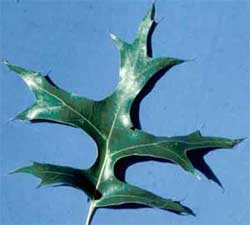 Picture of a Pin Oak tree leaf. Link to Pin Oak tree.