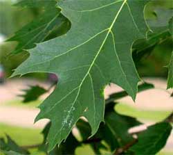 Picture of leaf with sinuses between lobes not cut greater than halfway. Link to Northern Red Oak tree.