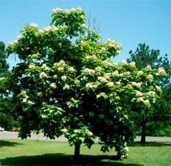 Picture of a Southern Catalpa tree with flowers.