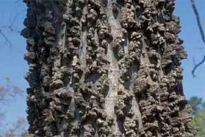Picture of Southern Hackberry tree bark.