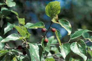 Picture of Southern Hackberry tree leaves and fruit.
