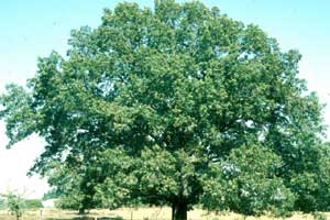 Picture of a Spanish Oak tree.