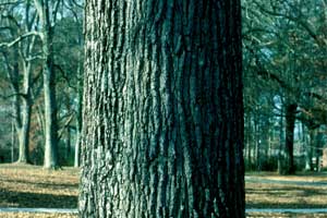 Picture of Spanish Oak tree bark.