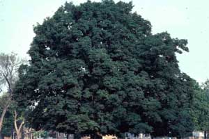 Picture of a Sugar Maple tree.