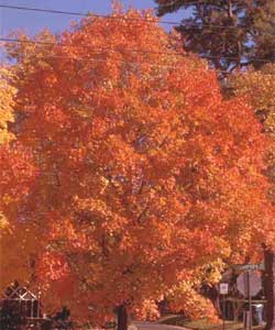 Picture of a Sugar Maple tree in fall color.