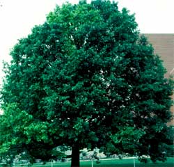Picture of a Swamp White Oak tree.