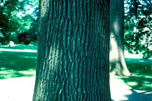 Picture of Swamp White Oak tree bark.