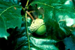 Picture of Swamp White Oak tree fruit.