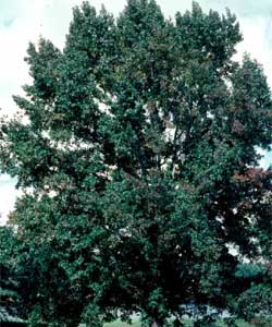 Picture of a Sweetgum tree.