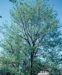 Picture of a Thornless Honeylocust tree.