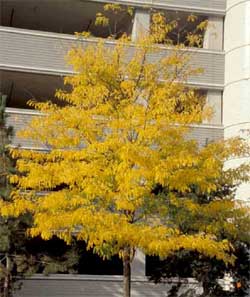 Picture of a Thornless Honeylocust tree in fall color.