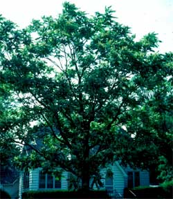 Picture of a Tree of Heaven tree.