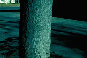 Picture of Tree of Heaven tree bark.