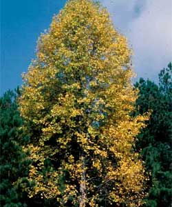 Picture of a Tulip Poplar tree in fall color.