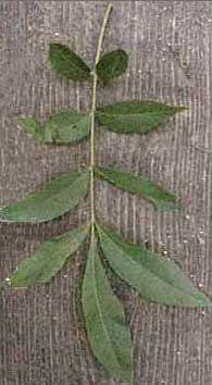 Picture of Water Hickory tree leaves. Link to Water Hickory tree.