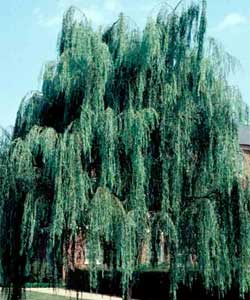 Picture of a Weeping Willow tree.