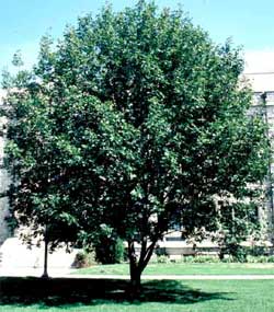 Picture of a White Ash tree.
