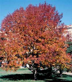 Picture of a White Ash tree in fall color.