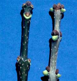 Picture comparing buds of a White Ash and Green Ash tree.