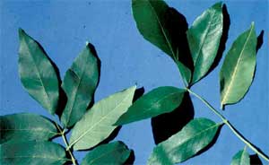 Picture comparing leaves of a White Ash and Green Ash tree.