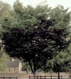 Picture of a Zelkova tree.