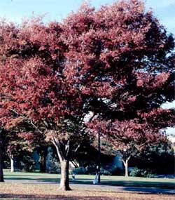 Picture of a Zelkova tree in fall color.