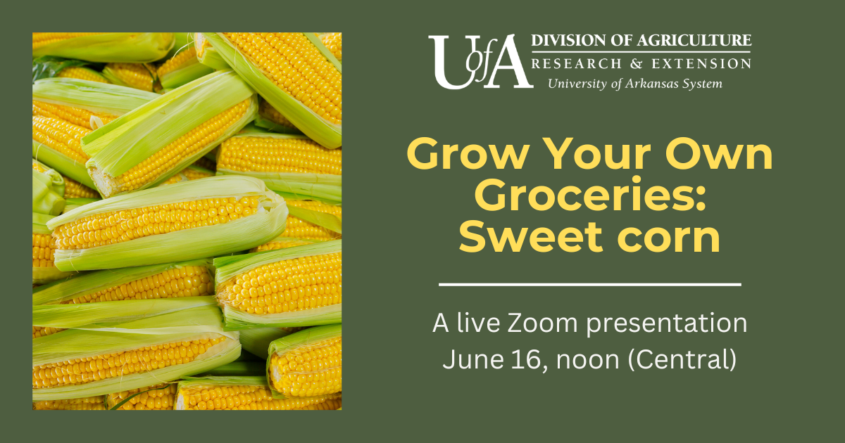 Grow Your Own Sweet Corn