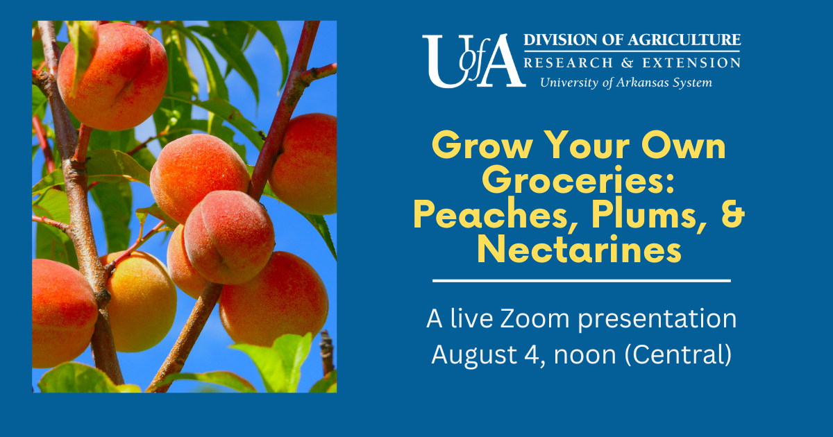 Grow Your Own Groceries: Peaches, Plums and Nectarines