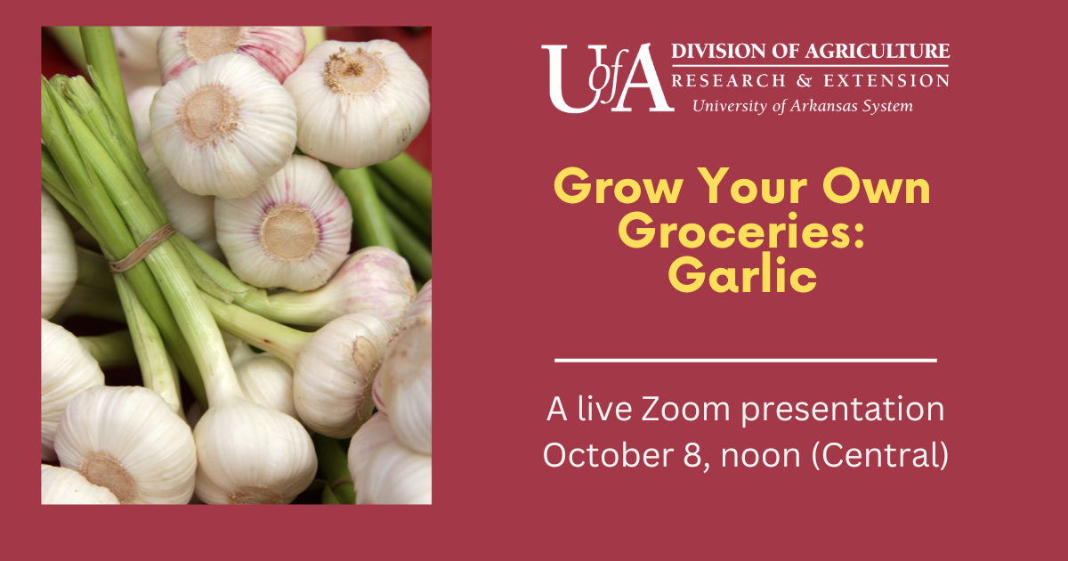 grow_your_own_ groceries_garlic.png How to Grow Garlic