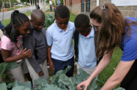 kids watch as adult pulls cabbage from a school garden